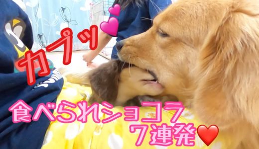 小型犬が食べられた！カプッと特集７連発！大型犬の大胆な愛情表現に困惑する小型犬がこちら。ゴールデンレトリバーのクッキーとミニチュアダックスフンドの子犬ショコラとの幸せな日常