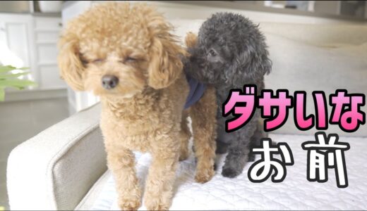 初めてオムツをした犬が変すぎるｗ