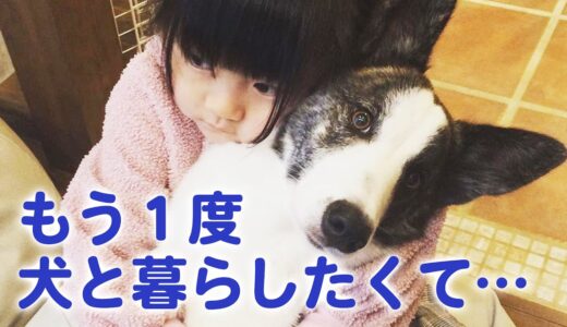 “犬とも猫とも暮らしたい” 準備万端にしてから、元保護犬と元ノラ猫を迎え入れたら、とっても仲良くなりました