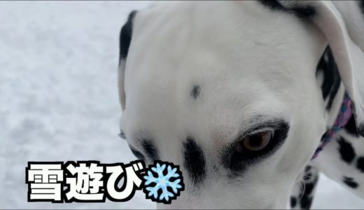 大型犬と雪遊び♪