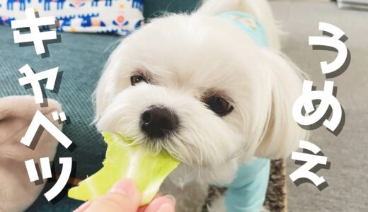 料理中のパパにキャベツをもらおうと必死な犬が可愛すぎる【マルチーズ】