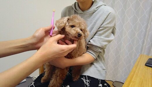 歯磨きされる時の犬の態度がパパとママで露骨に違いすぎて笑ったw【トイプードル】