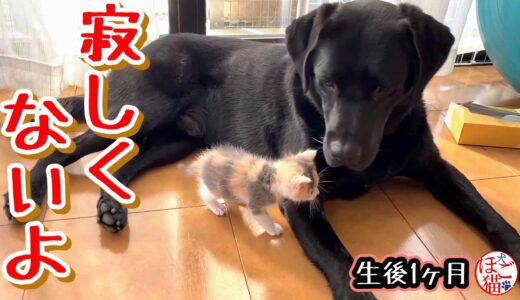 【子猫　保護犬　保護猫】さよならしたけれど