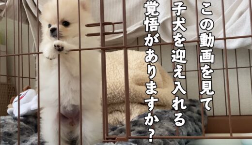 これから子犬を迎えるか迷っている方へ伝えたい5つのこと