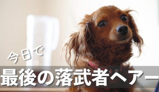 保護犬リマ、落武者ヘアー最後の日常【Day37】