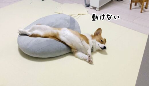 犬をダメにするモチモチ