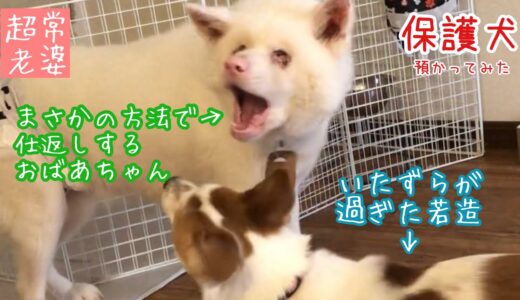 【保護犬預かり】調子こき過ぎた若造を、超常現象でたしなめるおばあちゃん