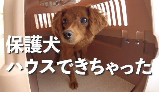 保護犬、はじめて階段とハウスができた日【Day43】