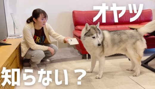 証拠を突きつけられ動揺を隠せないシベリアンハスキー