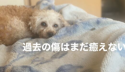 【元繁殖犬】【トイプードル】人間が怖いトイプードルと心を開いて欲しい飼い主