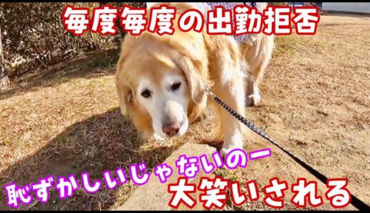 出勤拒否犬が出勤したら他のスタッフ犬は休みだった　ゴールデンレトリバー