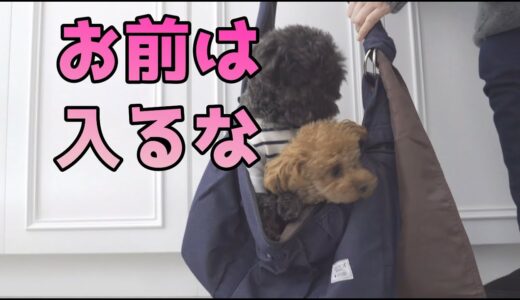 一緒に出掛けた犬が楽しくも不憫（ふびん）でした(ToT)