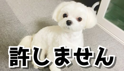 パパの帰りが遅くて不機嫌な犬に八つ当たりされました【マルチーズ】