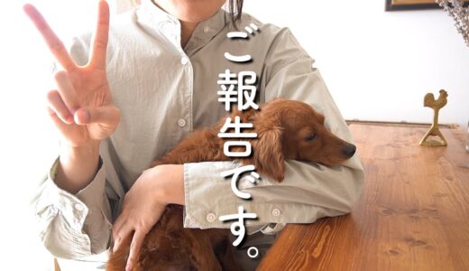 保護犬リマちゃん、犬生をずっと共にできるご家族と出逢えました！トライアル決定のご報告【Day50】