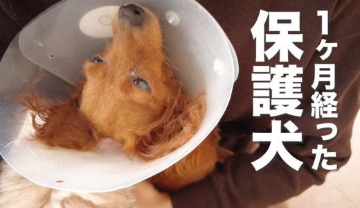 保護犬、保護1ヶ月目の日常Vlog【Day31】