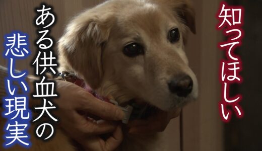 過酷な環境でけがや病気の犬に献血し続けた供血犬｢シロ｣　保護されるも重い病気に･･･人とペットが共に生きる社会を考える