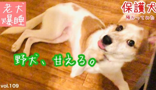 【保護犬預かり】少し甘えてくるようになりました【告知あります】