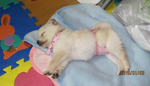 昔と変わらない寝方の白い犬と見てると眠くなる昼寝猫