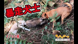 【猪猟】暴走犬士の闘い（閲覧注意）