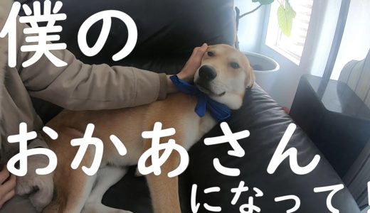 元保護犬がおかあさんを手に入れるまで