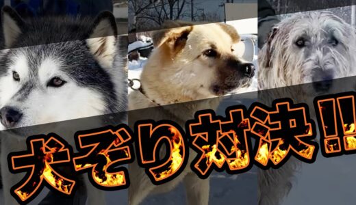 【世界１大きい犬種】犬ぞりタイムアタック！どのワンちゃんが一番早い！？Dog sledding showdown