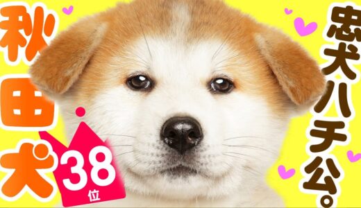 ❤️人気38位【秋田犬ってどんな犬？】﻿子犬の価格や性格、寿命、飼いやすさは？ カワイイ動画でチェック！