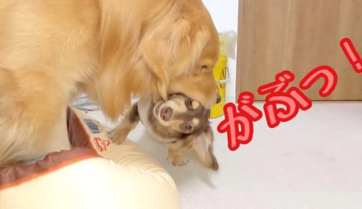 大型犬に丸呑みされそうな小型犬。ゴールデンレトリバーのクッキーとミニチュアダックスフンドの子犬ショコラとの幸せな日常