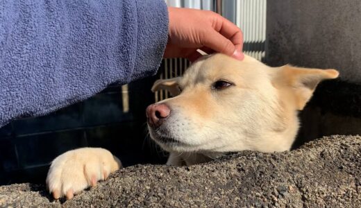 朝起きて白い犬と猫を撫でさせていただく