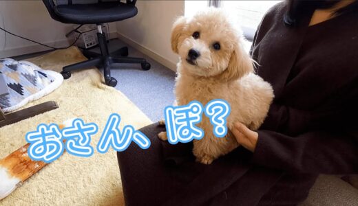 眠そうな犬に「お散歩行く？」と言ったらどういう反応をするのか！？【トイプードル】