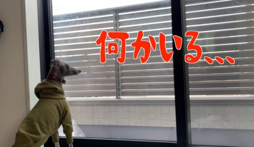 家の中だと強気な犬【イタリアングレーハウンド】