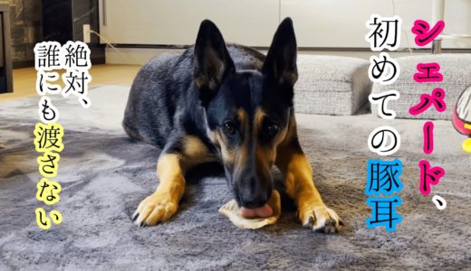 初めての豚耳を食べたシェパード犬、オヤジの顔面を蹴飛ばす【German Shepherd】 My Dog Eats the Pork Ear For the First Time!