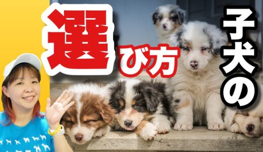 子犬の選び方　あなたに合う犬を迎えよう！ 飼育放棄の１番の理由『飼いきれないから』をなくすためにも・・