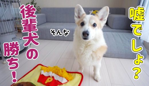 ノーズワークは後輩犬の勝利！【コーギー】