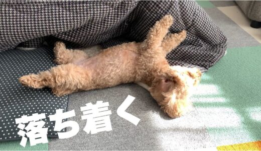 寝ると絶対この体勢になる犬 トイプードル/マルプー