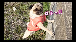 散歩に行こうとしない飼い主にキレるパグ犬ぷぅPug