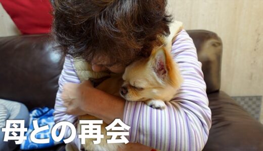 ずっと待ってたよ！母が退院しました！【犬】【チワワ】【Chihuahua】