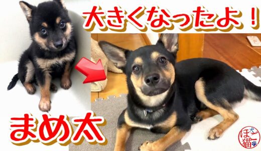 【子犬　保護犬 】まめ太】殺処分寸前に保護したまめ太　こんなに大きくなりました！