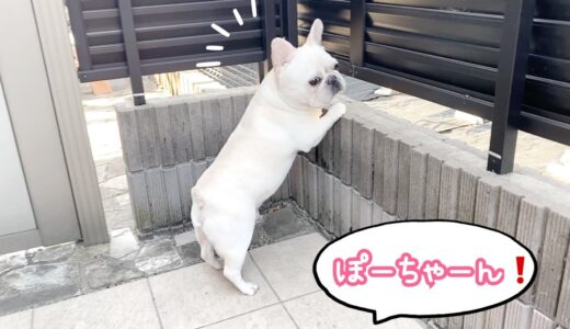 呼ぶと面倒くさそうに近づいてくる犬が可愛すぎるｗｗ【フレンチブルドッグ frenchbulldog】