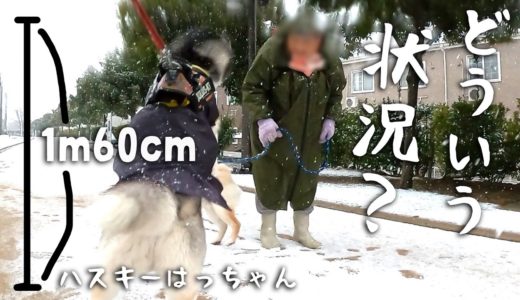 散歩中！突如臨戦態勢に入ったハスキー犬の行動とは・・・保護犬トイプードルは？