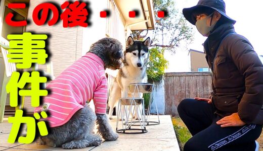 震えが止まりません！パ二くるハスキー犬と保護トイプードル