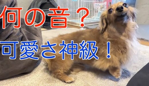 【元保護犬】愛犬が一番首をかしげる音は、意外にもあの音でした#65【カニンヘンダックスえびすの日常】