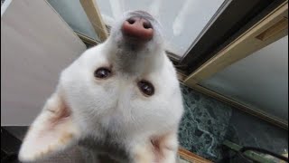 【秋田犬ゆうき】ブラッシングに飽きて脱出を試みるけどダマされてまた座る【akita dog】