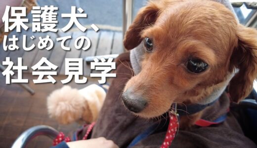 保護犬、初めての社会見学。【Day46・47】