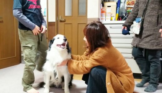 散歩から帰ったら皆がいて大喜びする犬