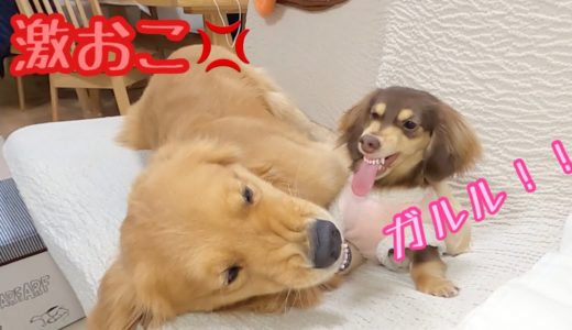 大型犬との激しいバトルの末、鬼へと進化した小型犬。ゴールデンレトリバーのクッキーとミニチュアダックスフンドの子犬ショコラとの幸せな日常