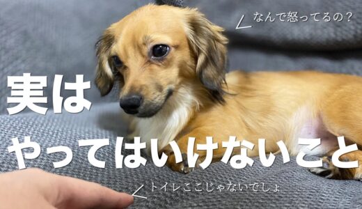 犬に対して、実はやってはいけないこと【犬 しつけ 犬のいる生活】