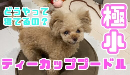 うちの犬の好きな寝方はこれです！！【トイプードル】