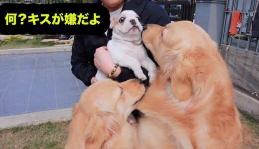 初めて大型犬のゴールデンレトリバーを見たブルドッグの反応が超うけた「可愛い犬」