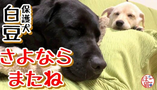 【子犬　保護犬　お別れ】保護犬白豆　さよならの日