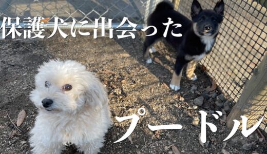 保護犬をはじめて見た我が家のプードルがとった行動が少しひどい…